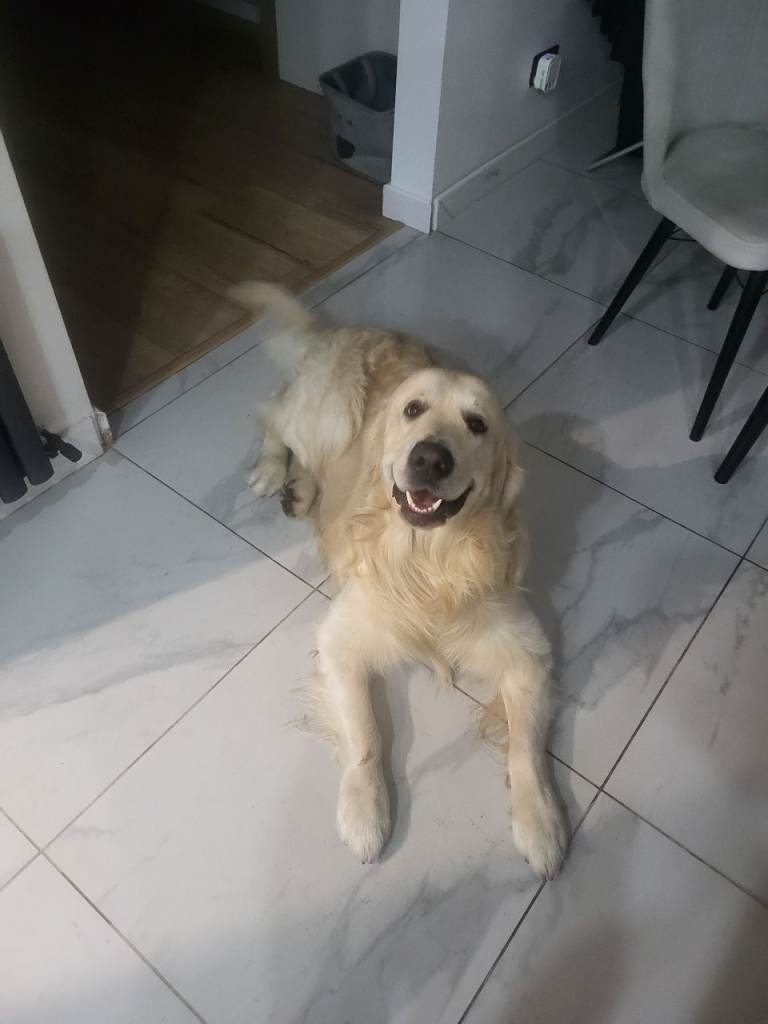 Friendly dog looking for a Loving home