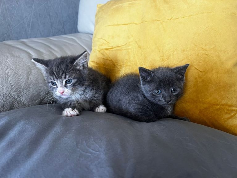 Bengal domestic x British shorthair