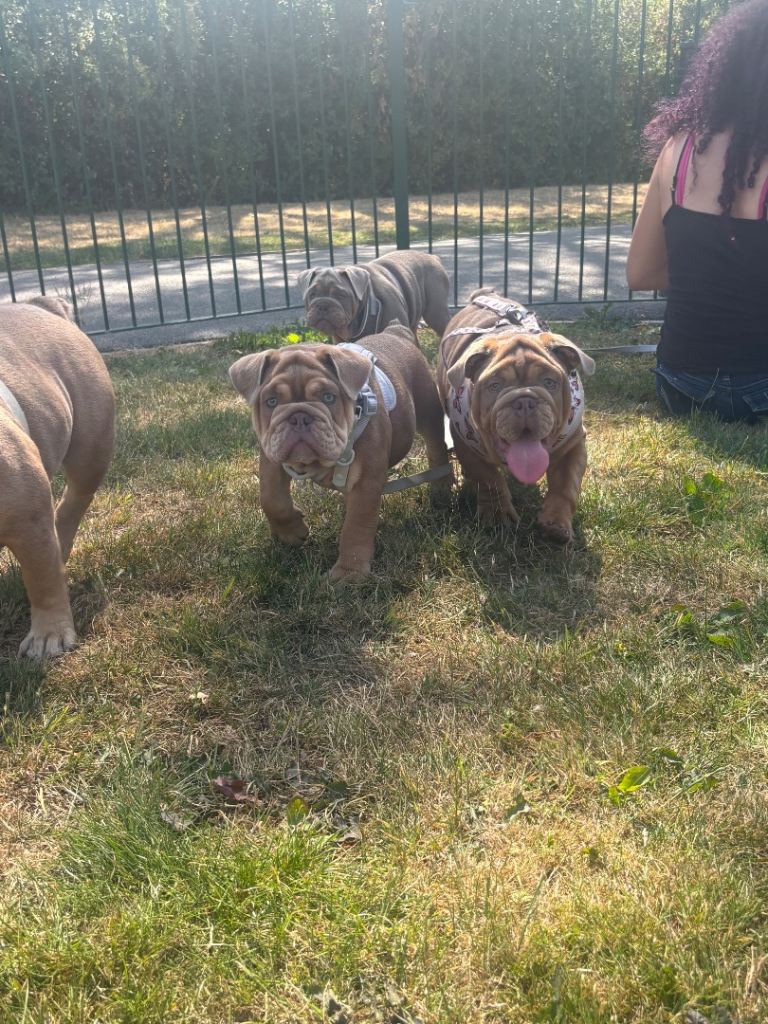 Adorable english Bulldog Puppy Looking for a New Home