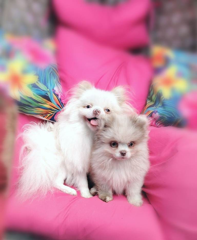 2 beautiful girls! toy size pomeranians