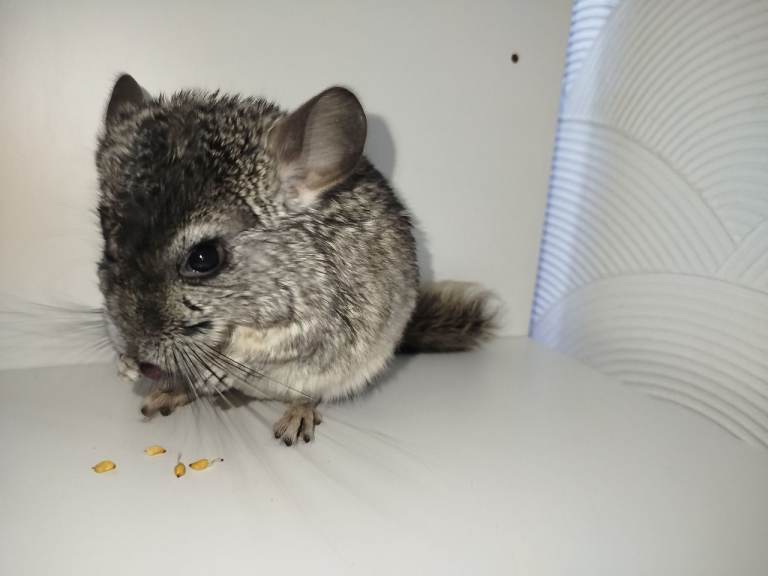 Friendly chinchilla for sale