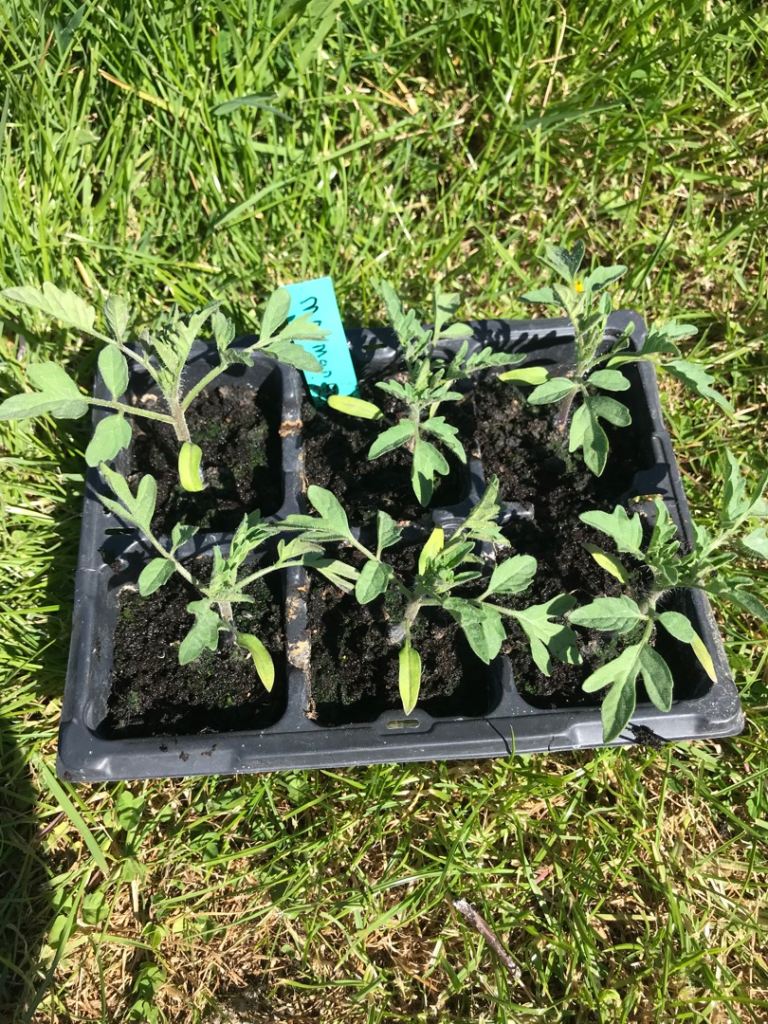 Marmanade tomato plants 6 in tray 