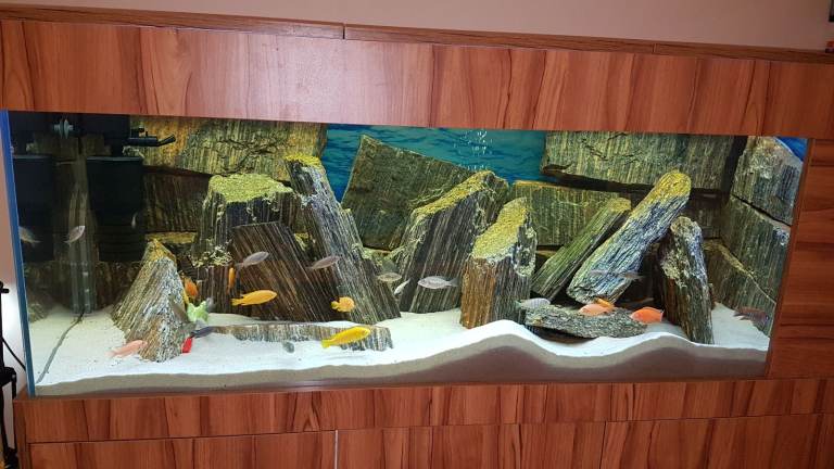 cichlids fish aquarium 450L