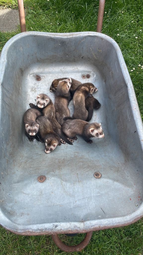 Ferrets for sale 