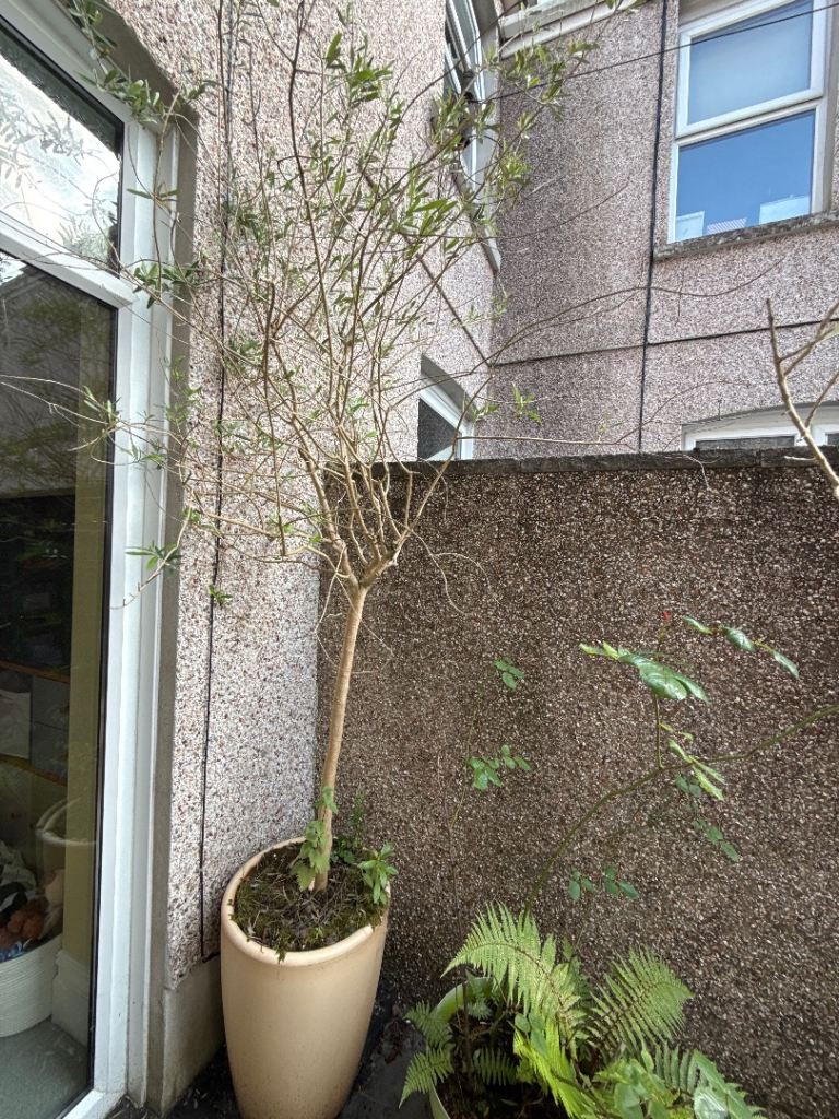 5 Olive Trees, 1 Rose and 1 False Goats Beard plant-all in pots