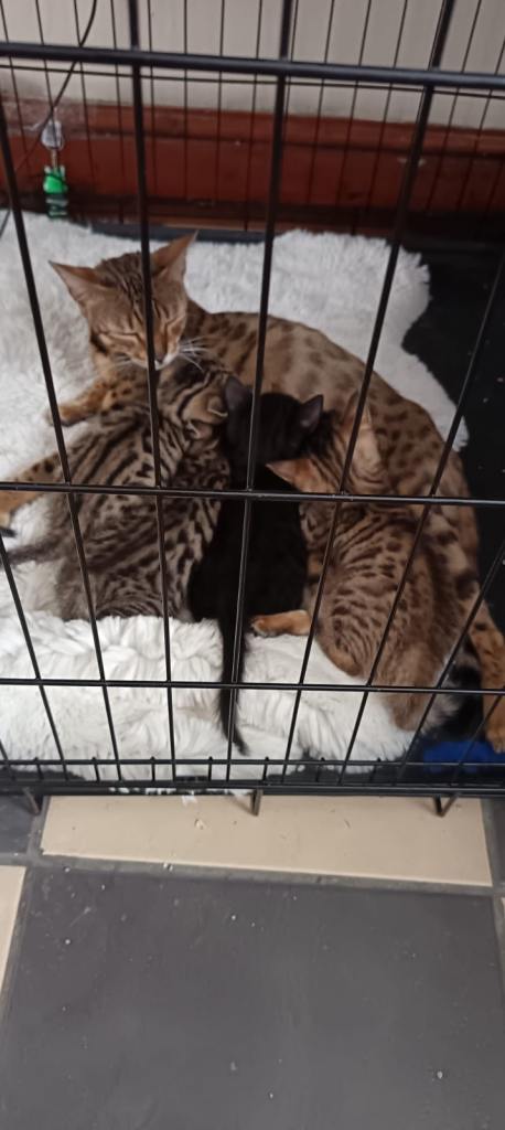 4 half bengal kittens (1 female, 3 males) 