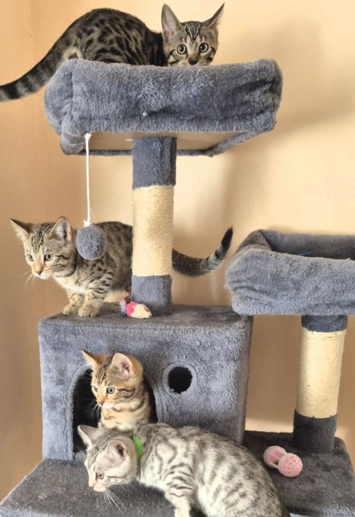 4  Beautiful Playful Kittens 