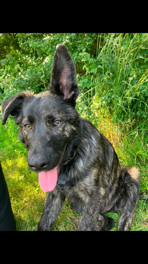 Shepherd in need of a new loving home. 