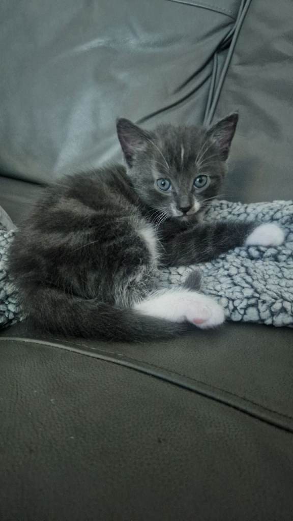 Cute male kittens for sale 