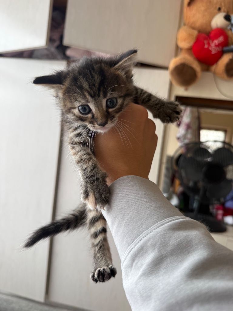 2 kittens for sale 