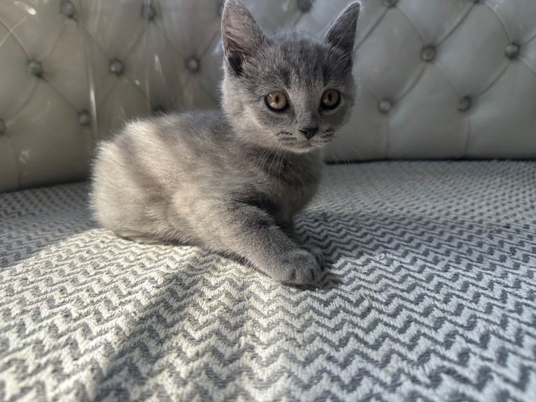 British shorthair kittens 