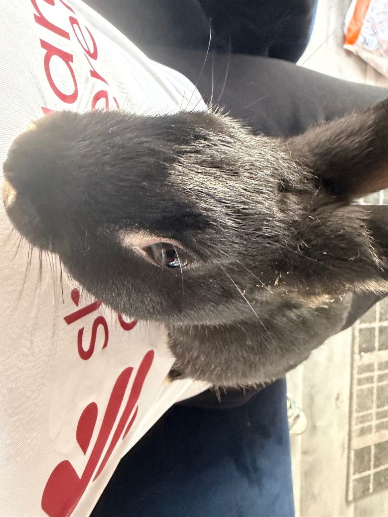 1 male bunny rabbit 11weeks old left 
