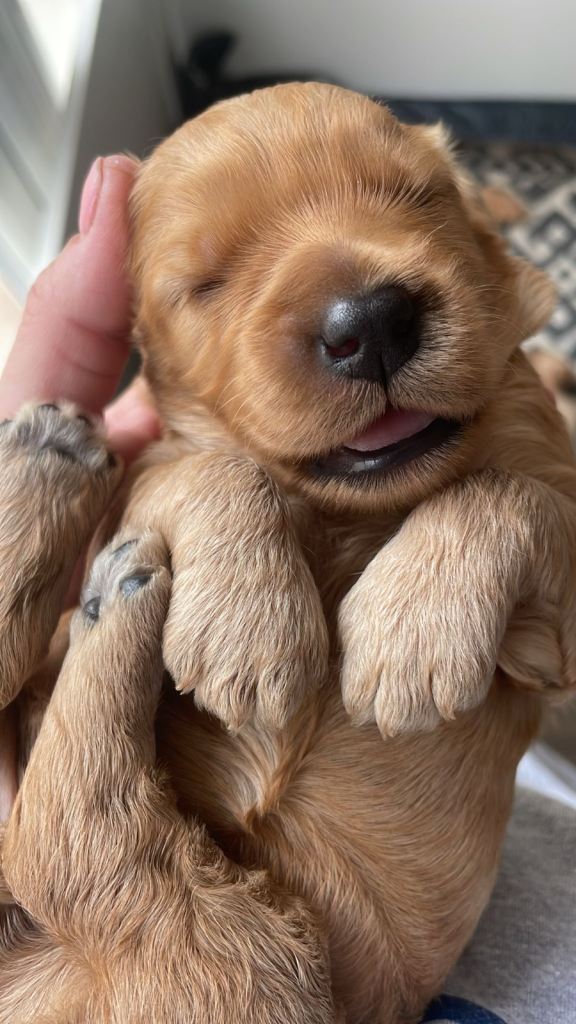 Rare Double Doodle (Cockadoodle) Puppies for sale