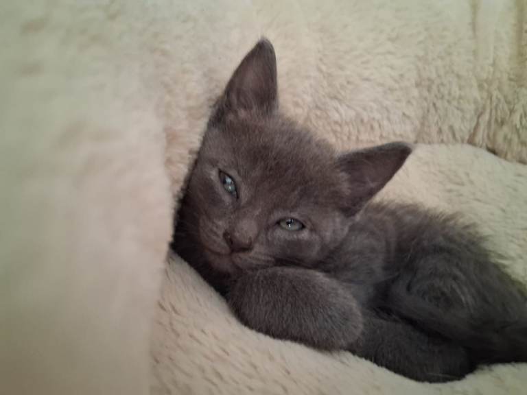Pure russian blue kitten (1 remaining)