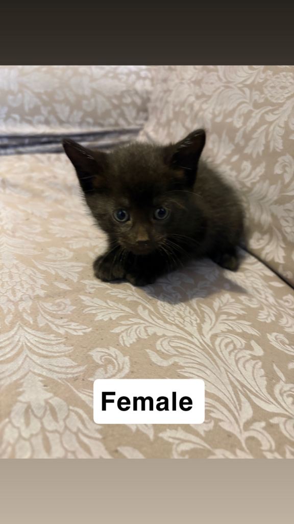Kitten for sale 