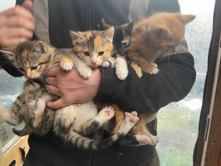 Kittens for Sale