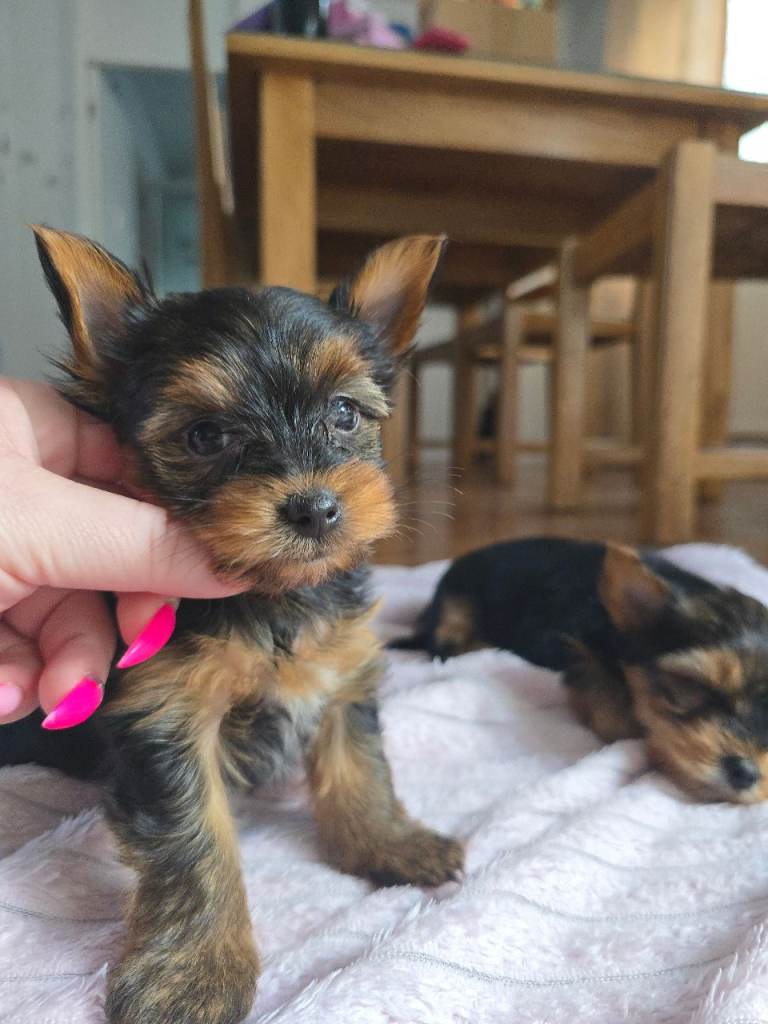 Yorkshire Terrier for sale
