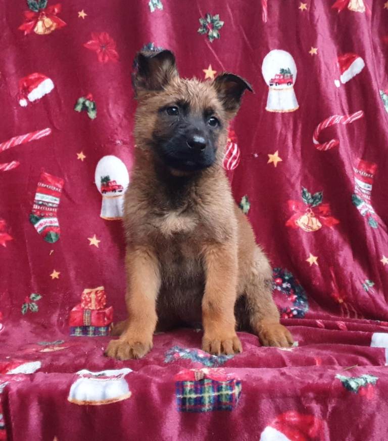 German Shepherd Puppies