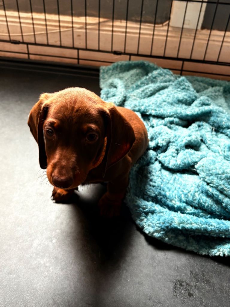 5 Dachshund puppies for sale 