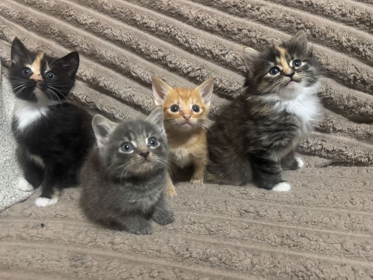 Kittens east London 