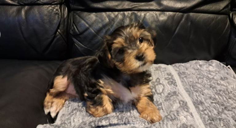 🐶 💖Pedigree Yorkshire Terrier Puppies💖 🐶