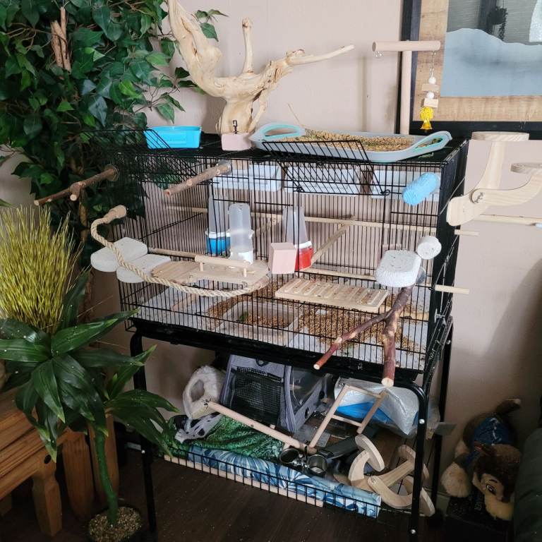 Bird cage accessories 
