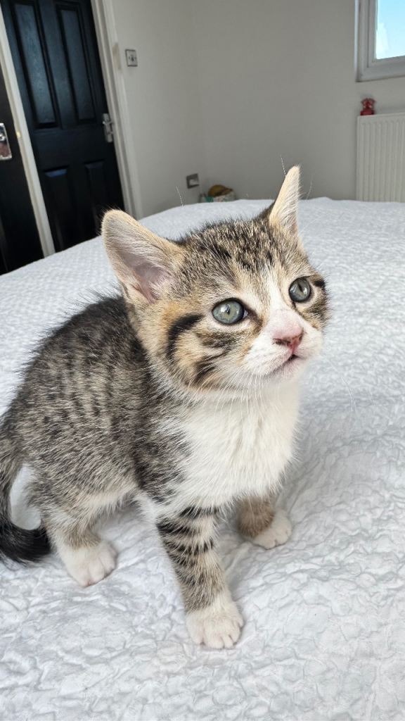 Tabby Kitten