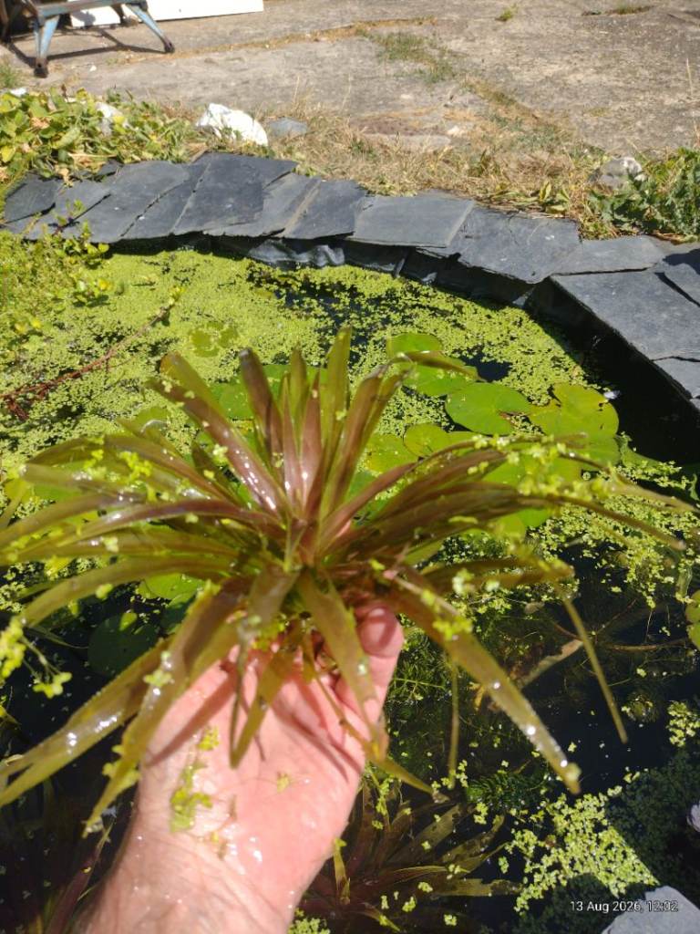 Pond Plants and native pond snails 