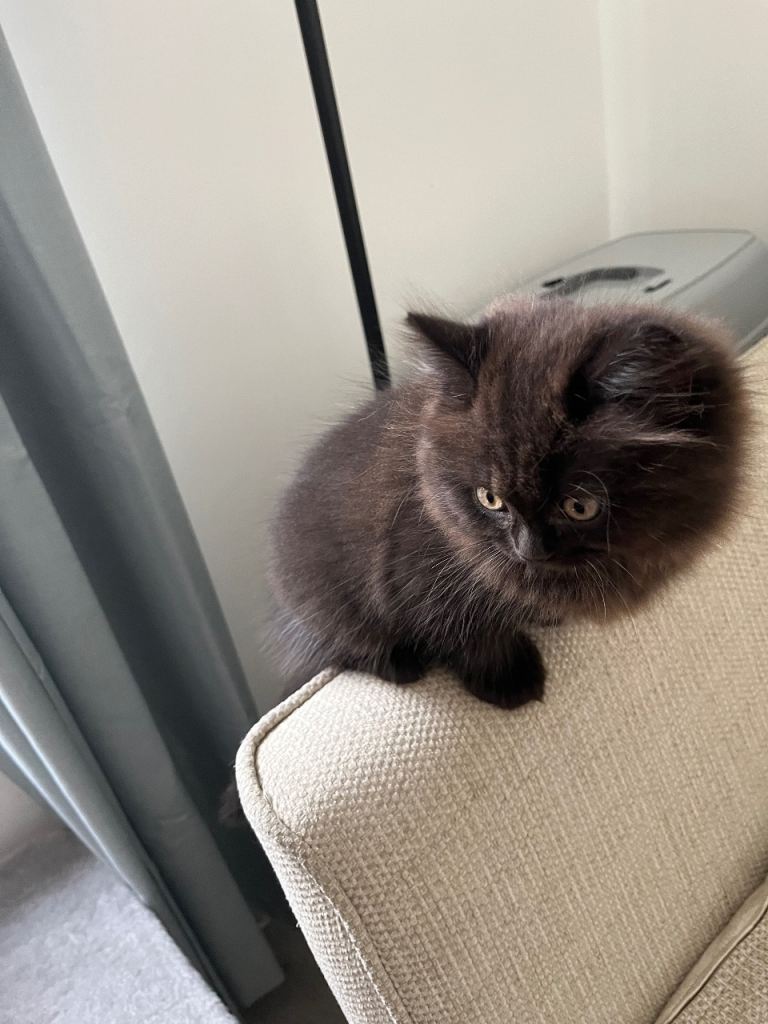Black persian x british longhaired boy