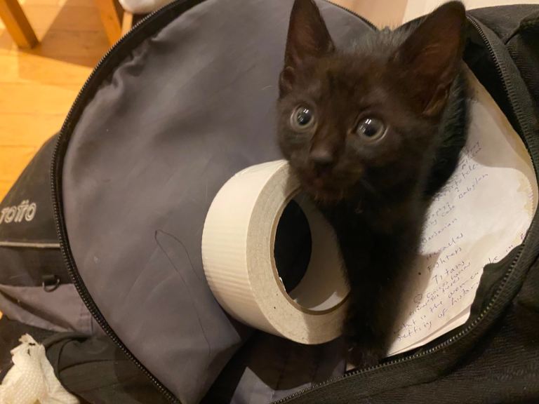 Kittens Need A New Home