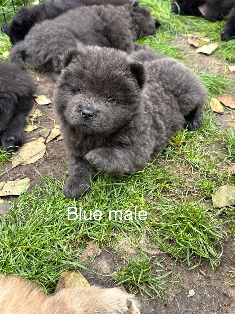 Beautiful Chow Chow Puppies – Loving Family Homes Wanted