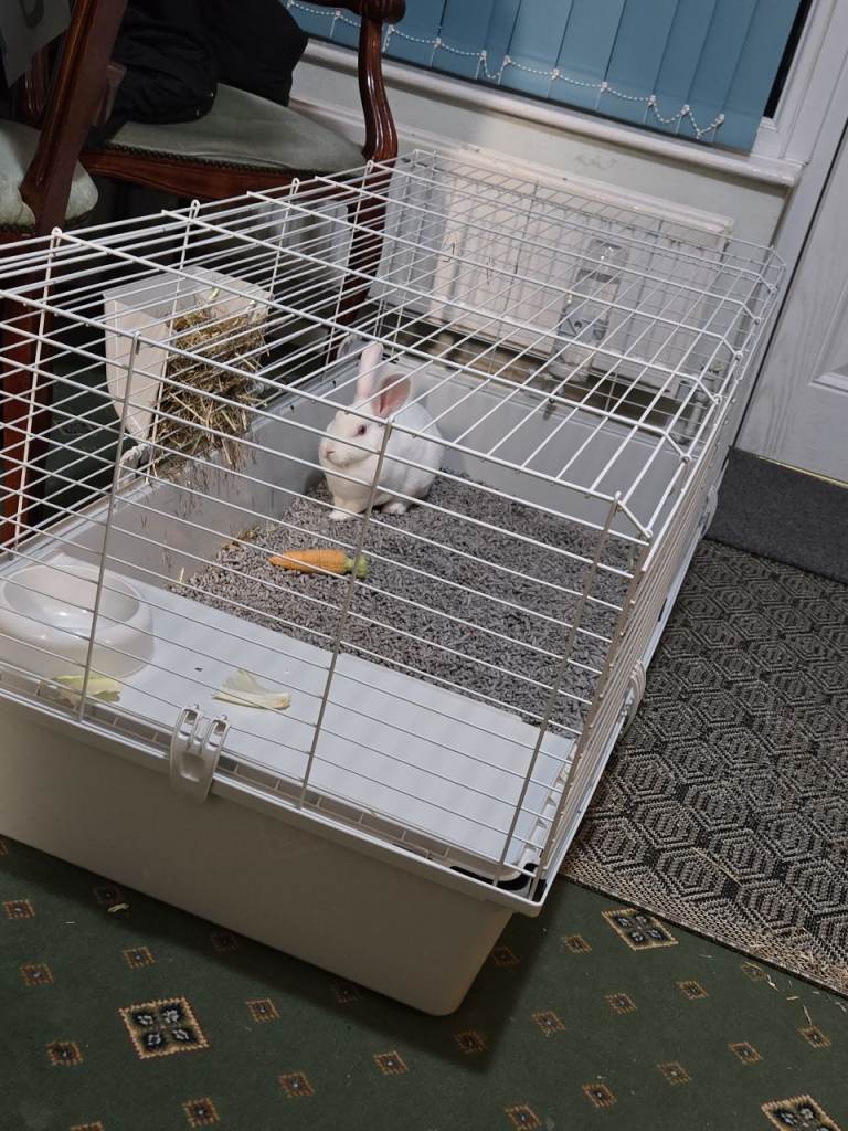 Rabbit cage