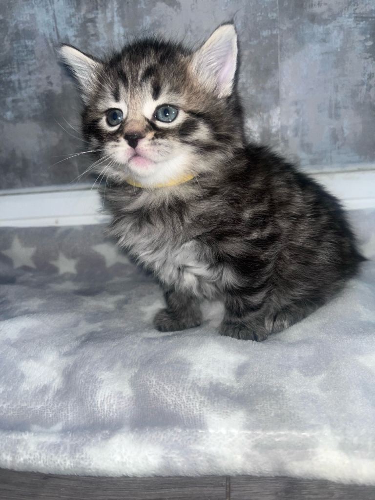 Beautiful litter of kittens ❗️ALL NOW RESERVED❗️