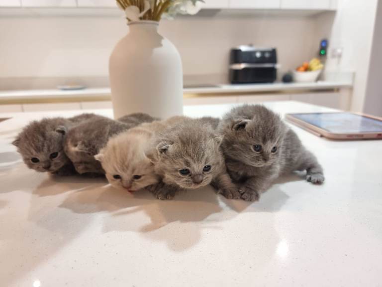 Stunning British Short Hair Kittens 