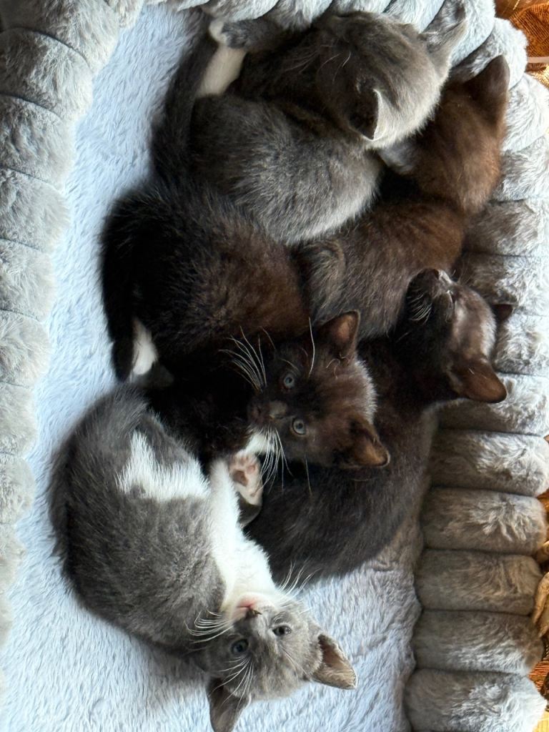 5 kittens for sale 