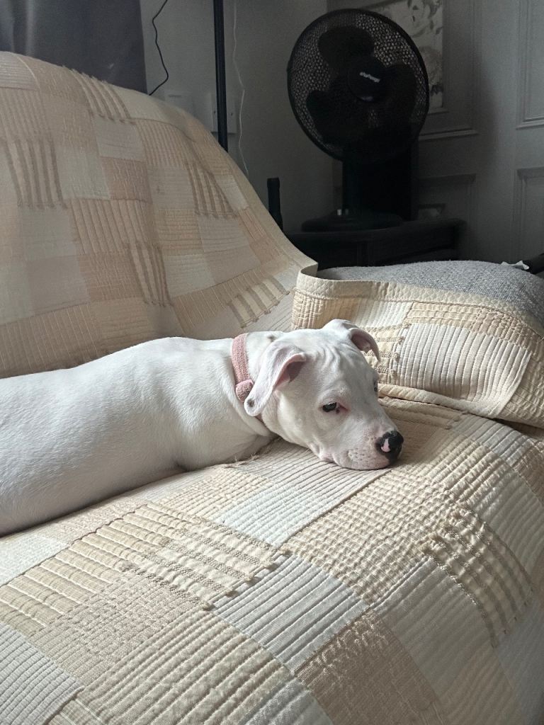 Puppy