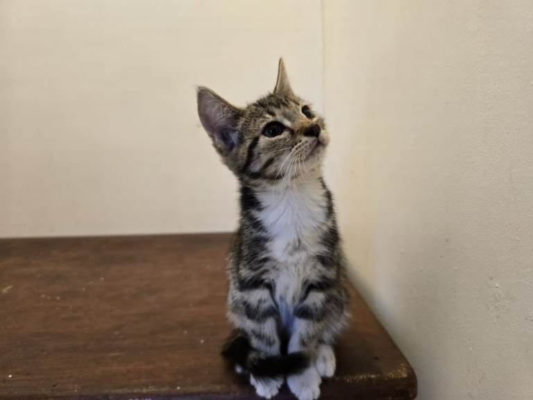 Extremely qute kitten