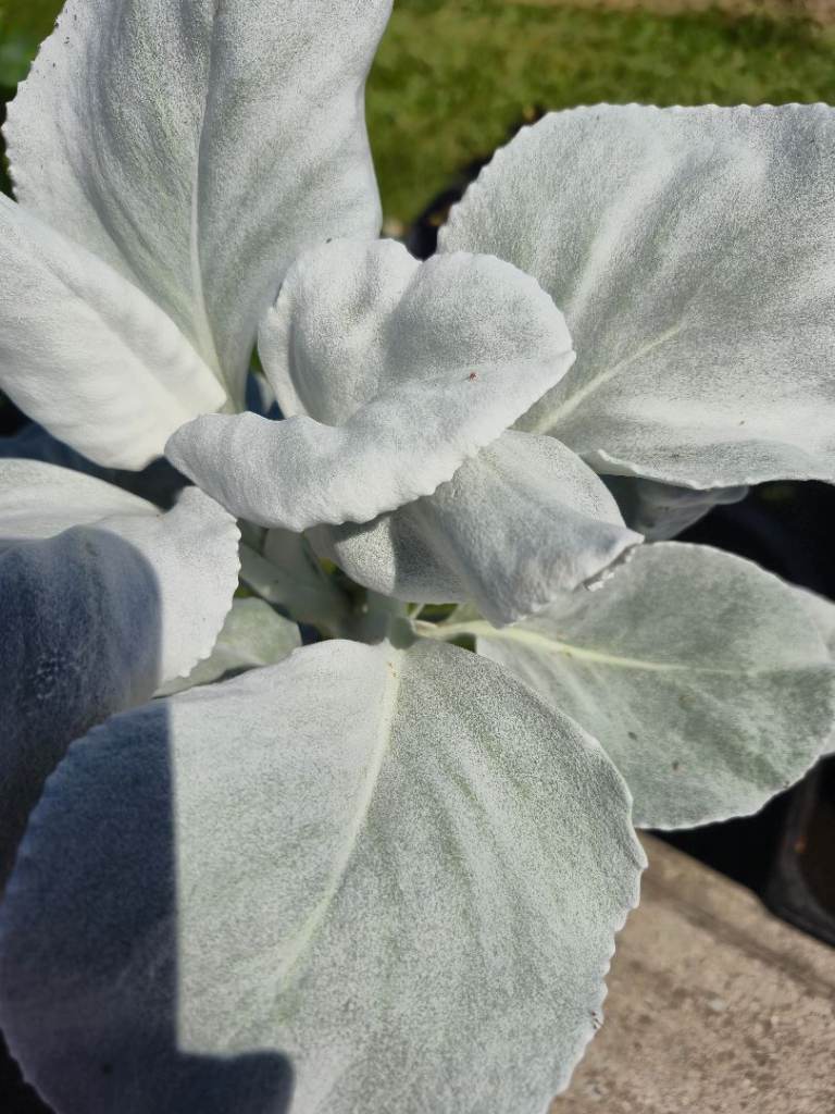 Angel's Wings Plant