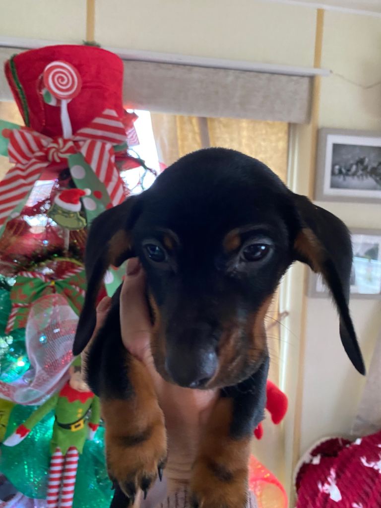 Miniture dachshund puppy’s 