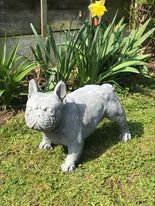 Handsome French Bull Dog Garden Ornament