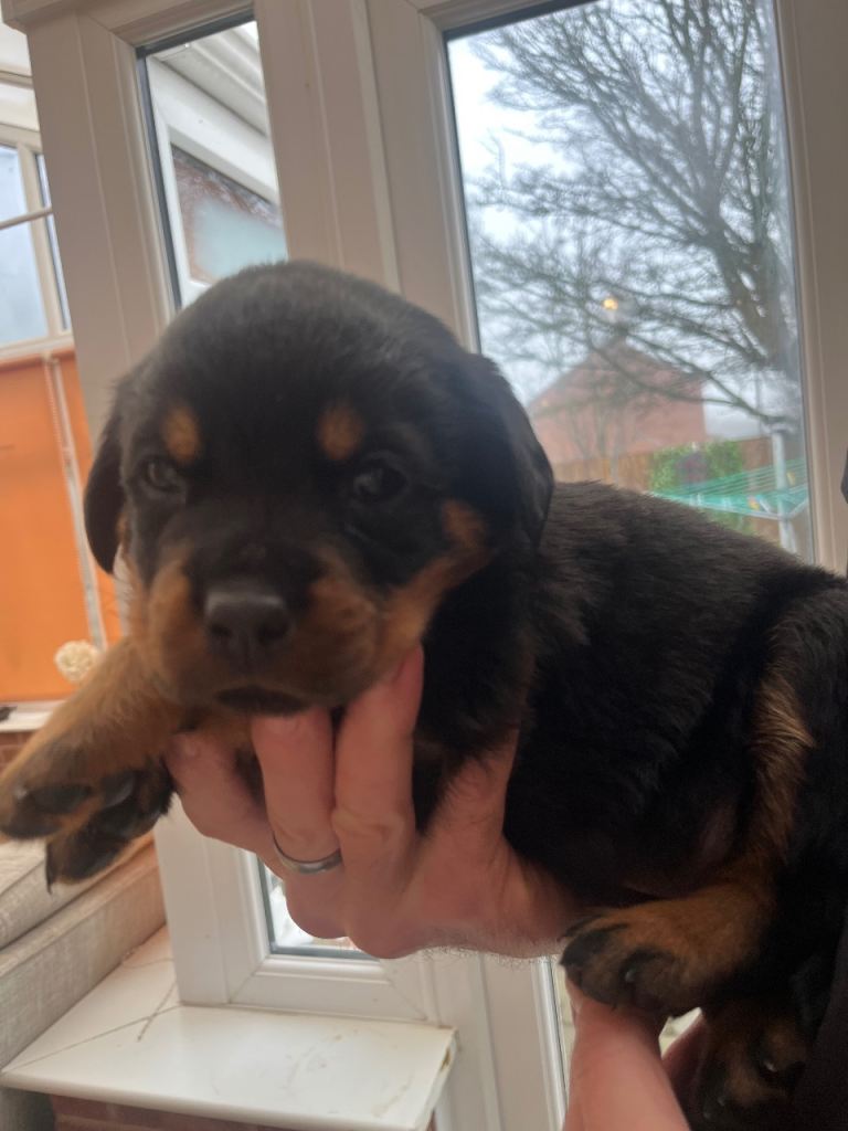-Beautiful Rottweiler puppies (Burton on Trent)