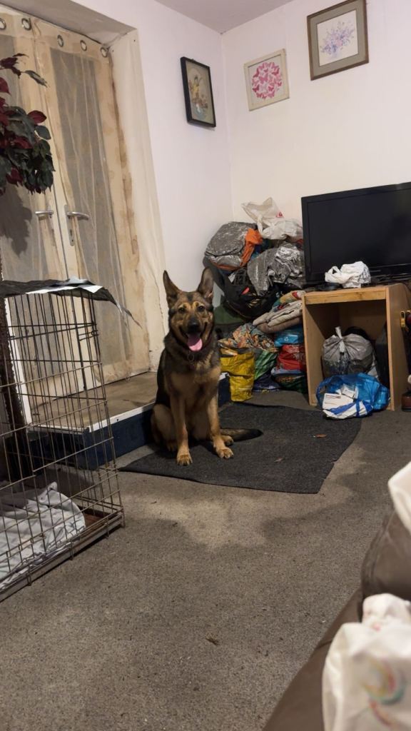 German shepherd female 