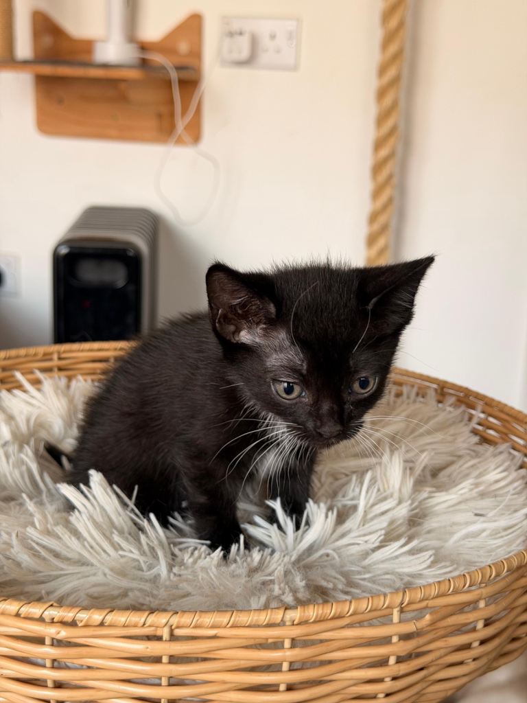 Female and male kitten for sale 