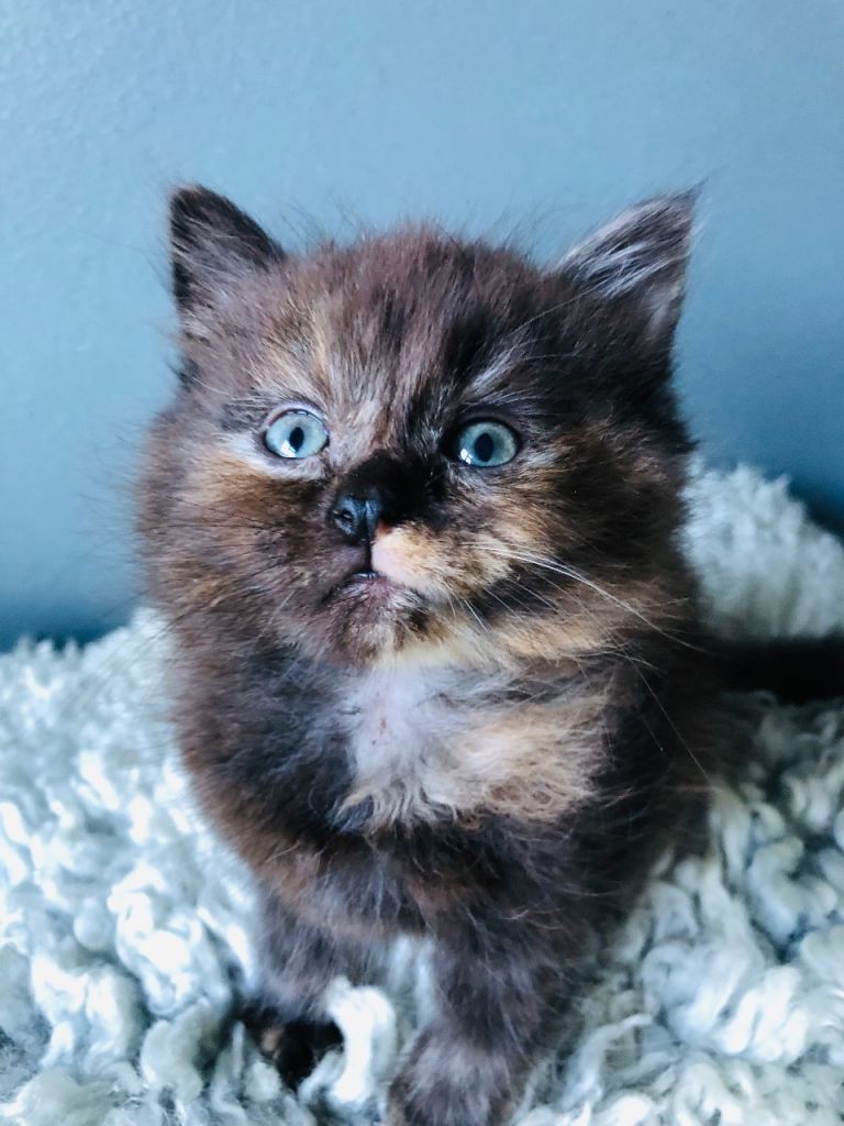 KITTENS FROM A RAGDOLL MOTHER 