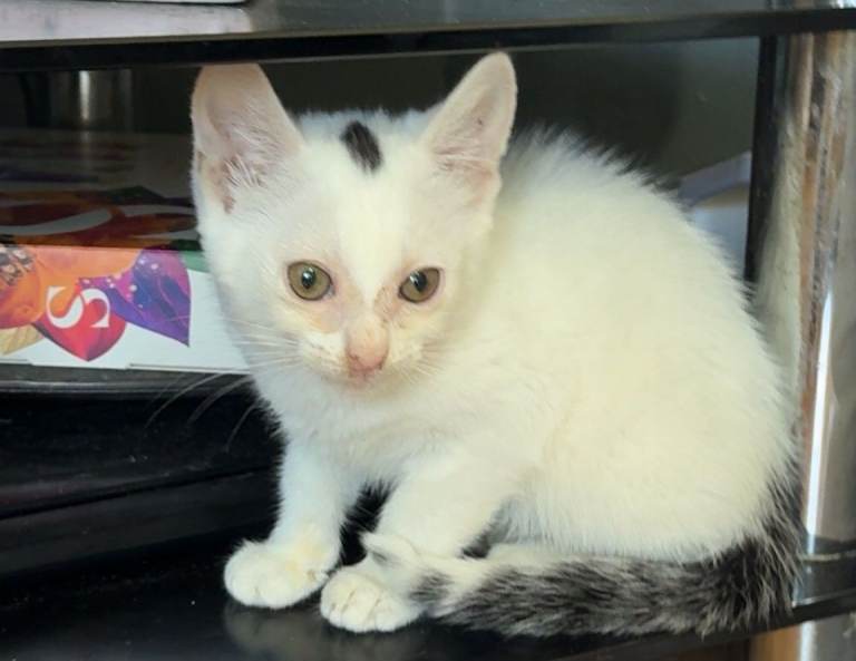 Boy kitten