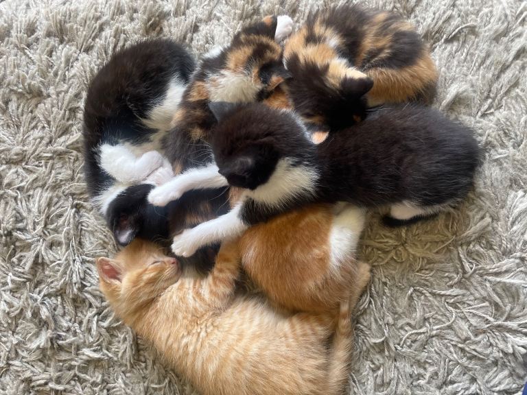 Beautiful kittens for loving homes