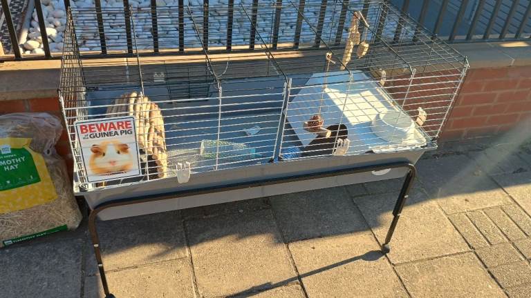 Guinea pig enclosure and theme park