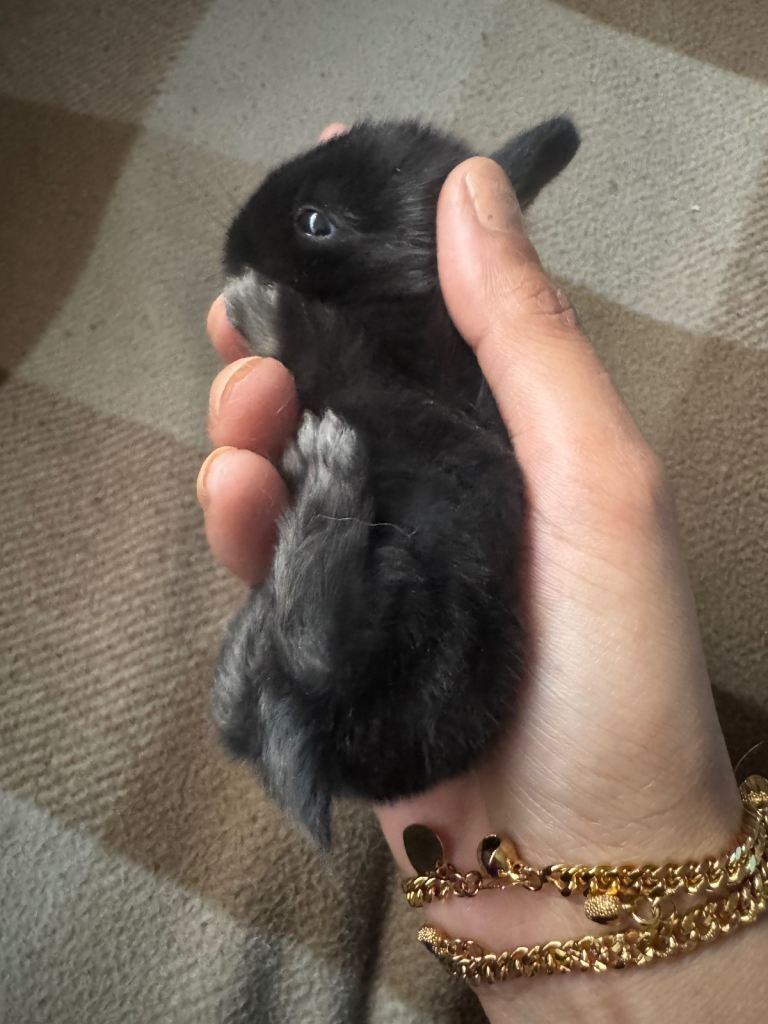     Cute Baby Rabbits Looking for Loving Homes