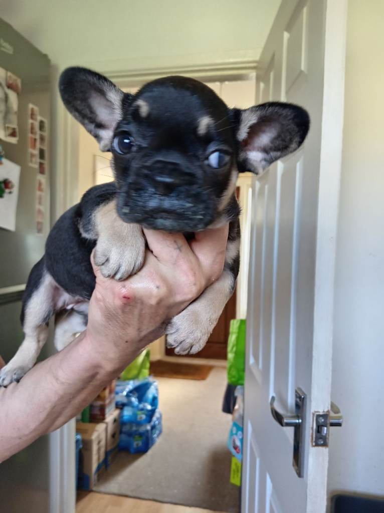 French bulldogs puppies 