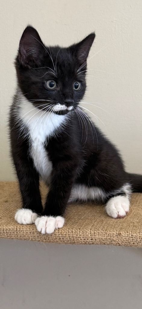 Adorable Tuxedo Kittens